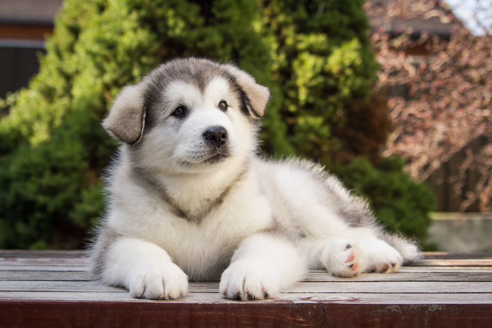 malamute